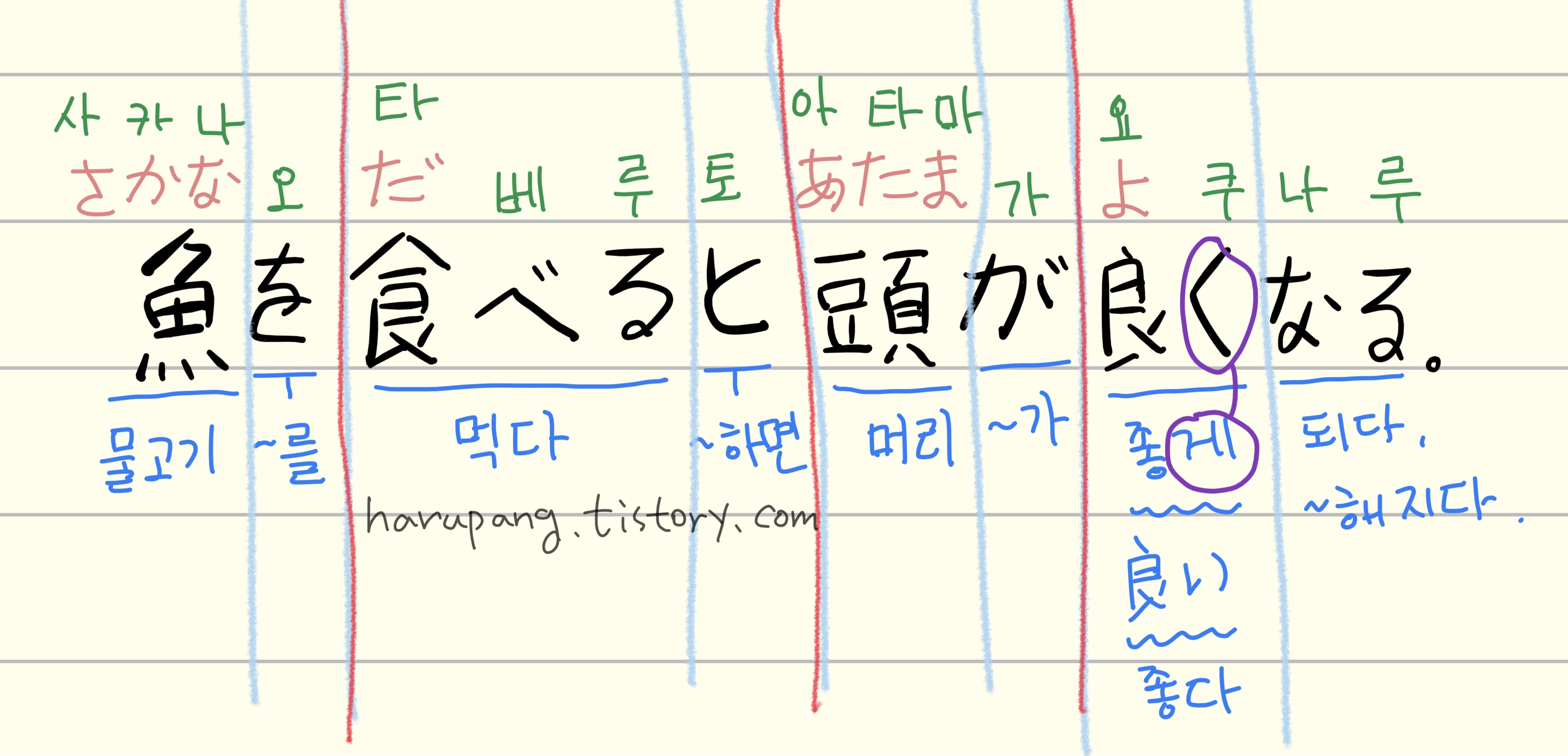 일본 노래 '오사카나 텐고쿠' 가사 분석. "魚を食べると頭が良くなる (물고기를 먹으면 머리가 좋아진다)" 문장의 일본어 단어 뜻, 문법(요쿠나루), 히라가나 발음을 상세히 필기한 학습 노트 사진.