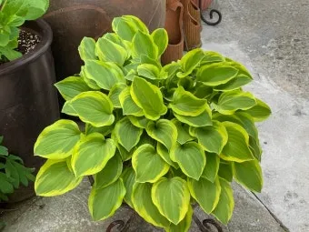 비비추 키우기, 비비추호스타, 모종, 꽃, 꽃말, 번식_48