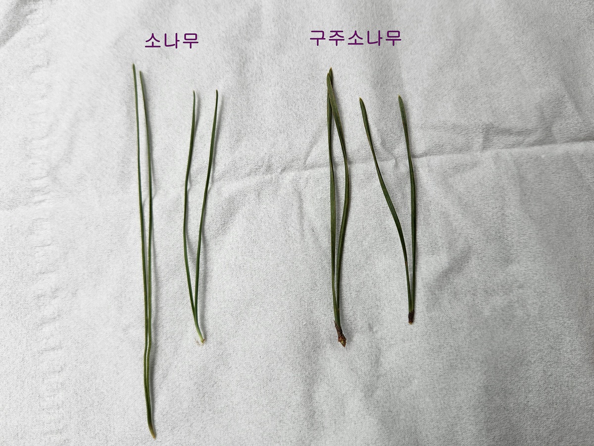 구주소나무