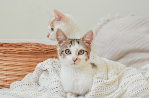 이쪽을 바라보는 고양이