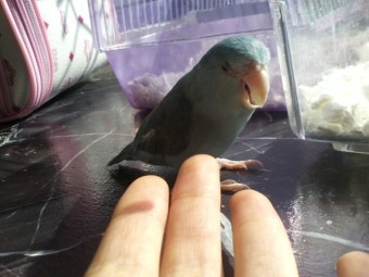 이색 조류, 미니 앵무새 '러브버드'의 반려성 알아보기