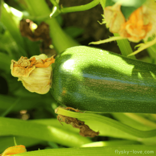 쥬키니호박(Zucchini)