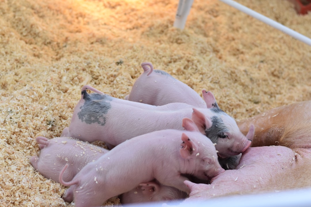 Pig.