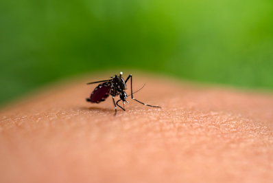 유럽 모기 매개 질병 증가와 기후 변화 관련 이미지