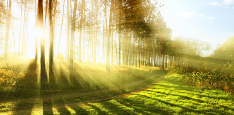 비타민d 부족증상 하루 권장량 