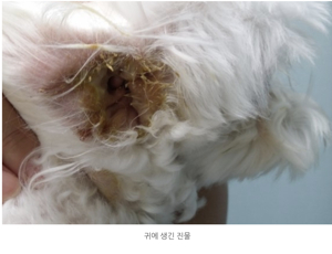 강아지 귀 청소