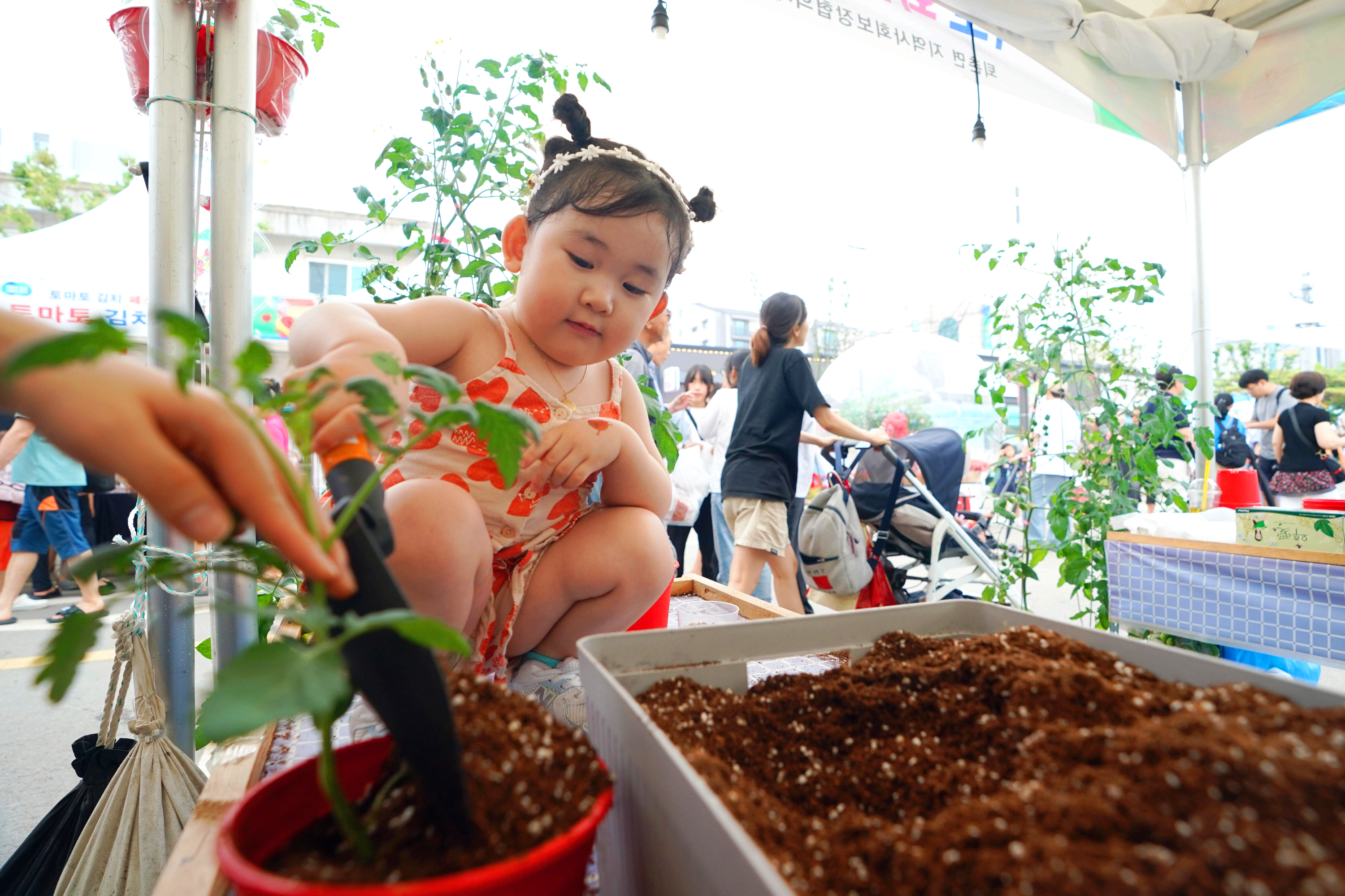 퇴촌 토마토축제