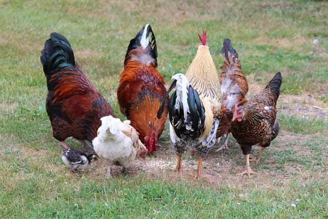 닭이 먹이를 잘 안 먹는 5가지 핵심 이유와 대처법