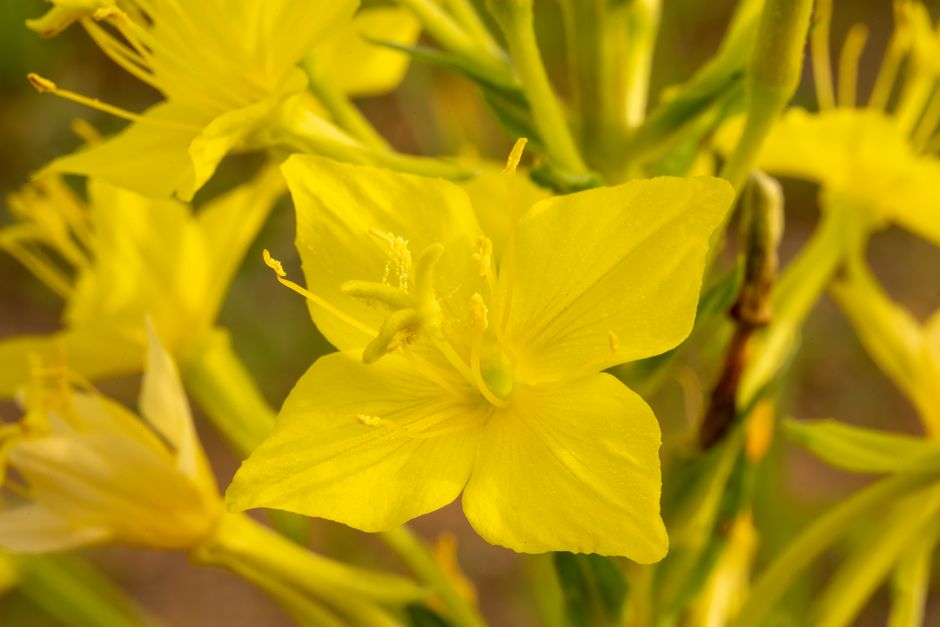 Close-up of vibrant yellow common evening primrose flowers in West Newton, MN.
