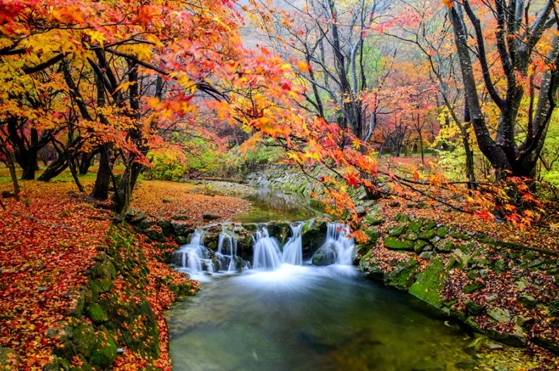 2024 내장산 단풍시기