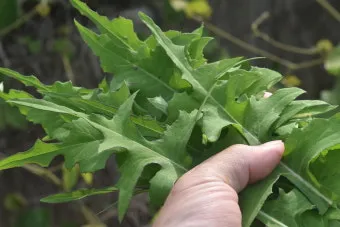 왕고들빼기 효능과 섭취시 주의사항 건강 정보_25
