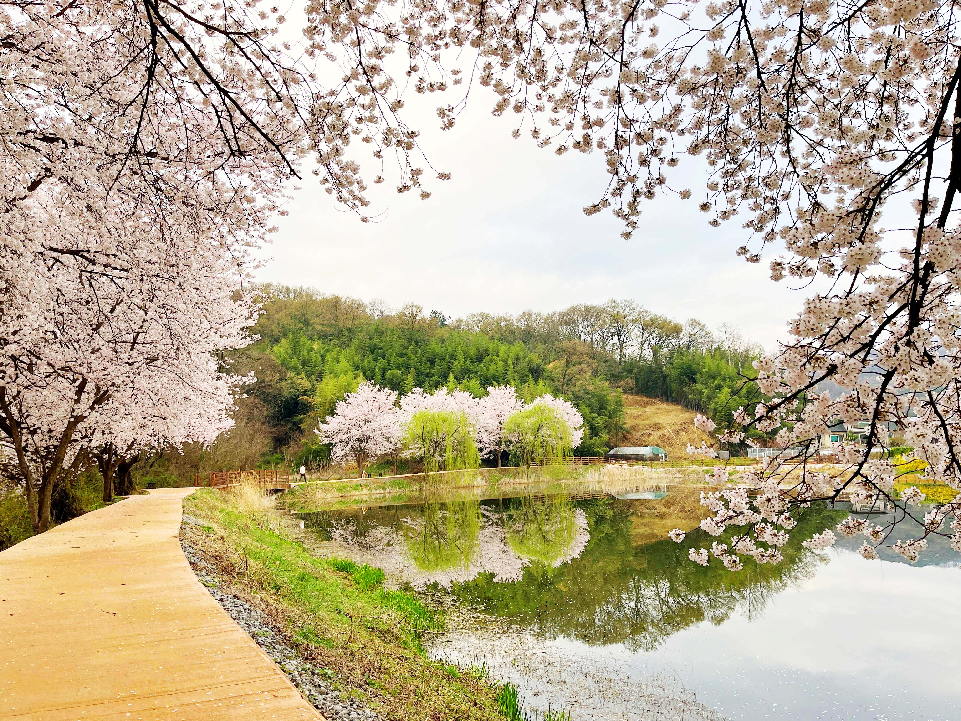 김천 외입석지 벚꽃
