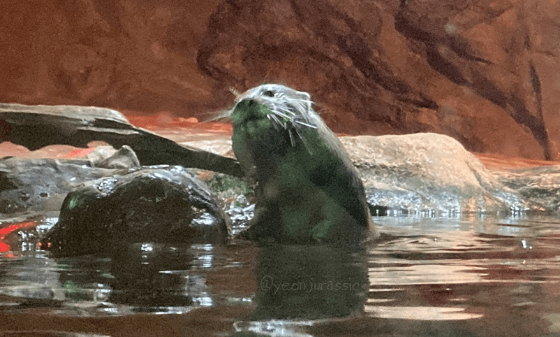 코엑스아쿠아리움