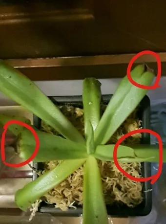 화분 잎끝마름 해결 습도관리 분무타이밍 물주기조절 실내가습 요령_4