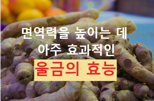 울금의 효능과 섭취 방법 울금의 주요 성분인 커큐민의 효능