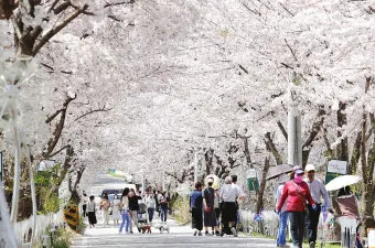 2025년 벚꽃축제 일정 시기 명소_4