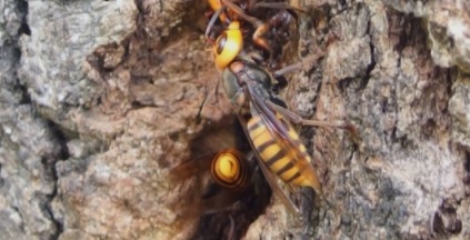 장수말벌-쏘이면