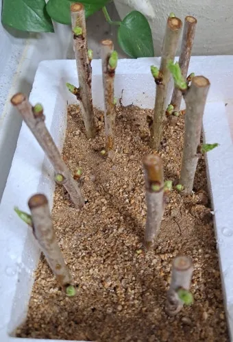 꺾꽂이 번식 시기선정 도구준비 삽목토관리 뿌리내리기 쉬운 식물_12