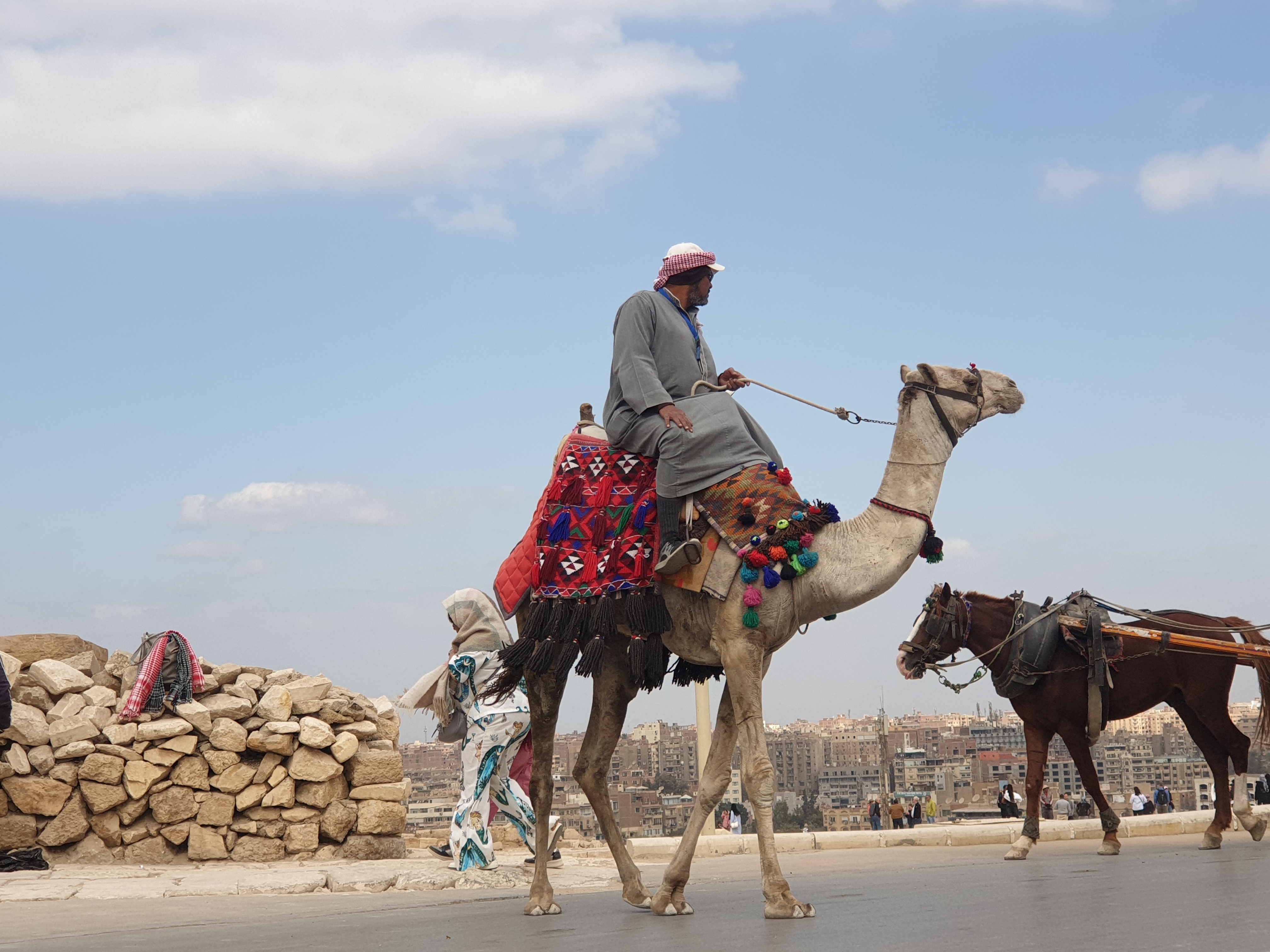 기자 피라미드 단지에 있는 낙타들