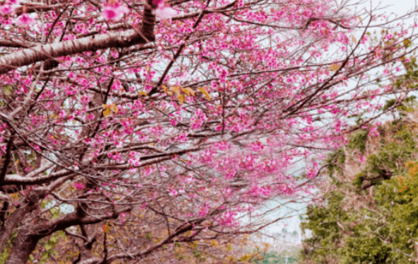 오키나와 1월 벚꽃