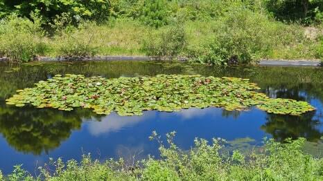 골프장 경험담 원주 오크힐스cc 잭 니클라우스가 설계 하고 자연과 품격이 만난 강원권 명문 골프장
