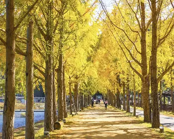 문광저수지 은행나무길_5