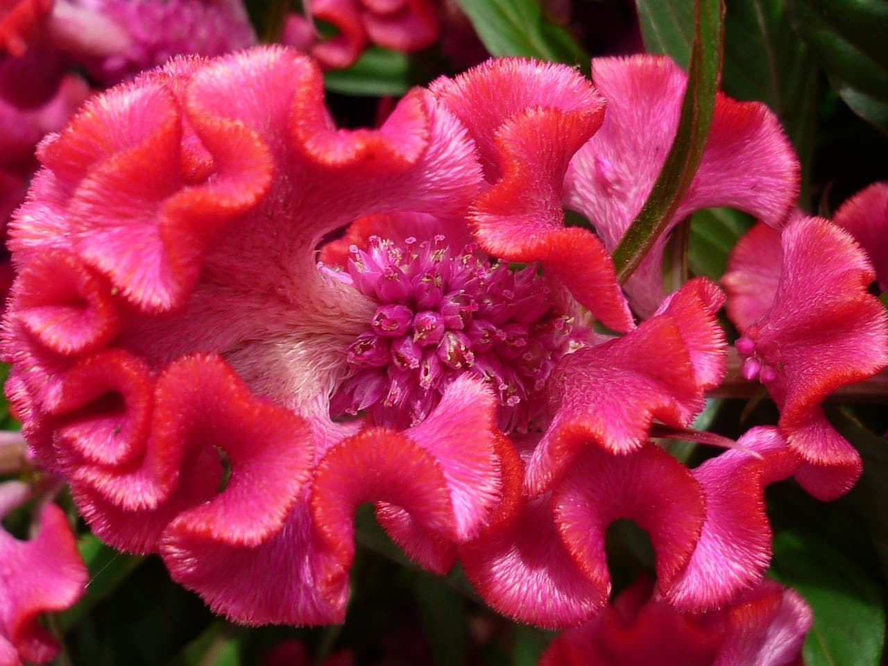 7편. 희귀 식물의 해충&middot;곰팡이 문제 해결법