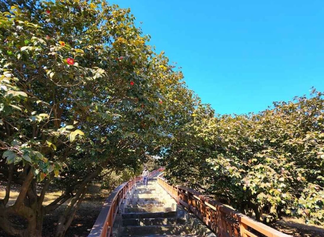 서천 가볼만한곳 베스트10 마량리 동백나무숲