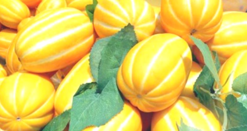 참외-효능-부작용-하루-섭취량-관련-사진