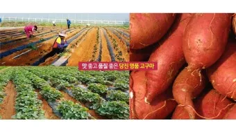 당진해나루황토고구마 홍보판촉행사 축제 장소로 안내_4