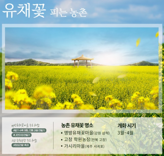 봄꽃 벚꽃개화시기