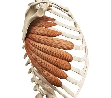 전거근 통증 및 원인