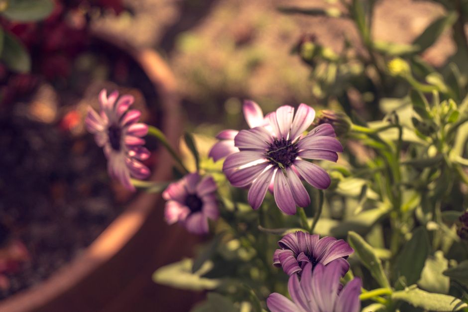 Close-up of vibrant purple daisies basking in sunlight, showcasing nature's beauty.