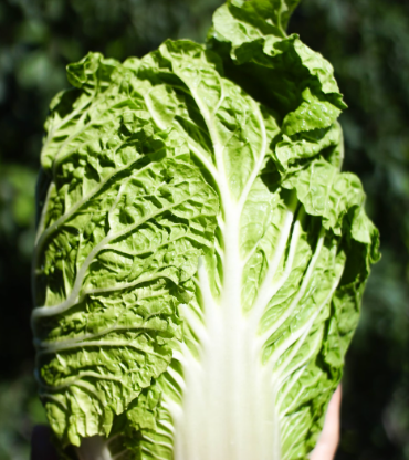 배추 효능 부작용 칼로리