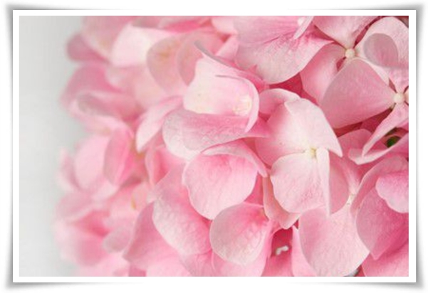 "수국" 여름의 아름다움을 한껏 품은 매력적인 꽃!