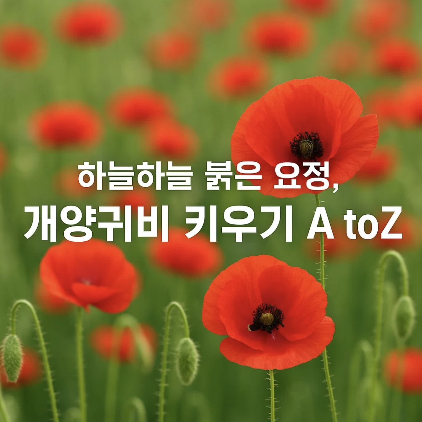 하늘하늘 붉은 요정, 개양귀비 키우기 A to Z