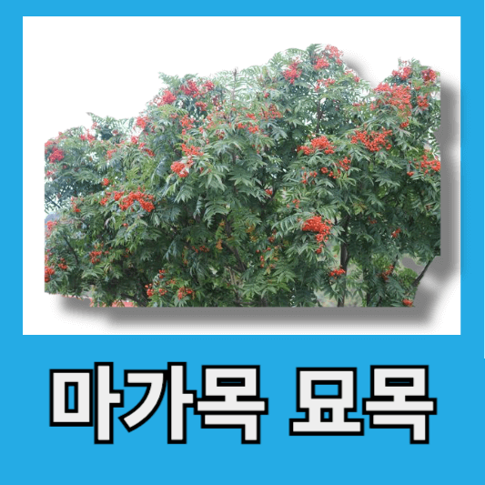 마가목 묘목 가격