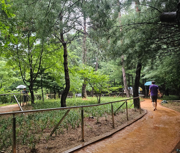 계족산 황토길 걷기&amp;#44; 맨발걷기 효능 7