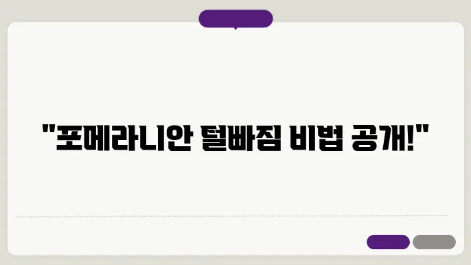포메라니안 털빠짐 털갈이 관리 정리
