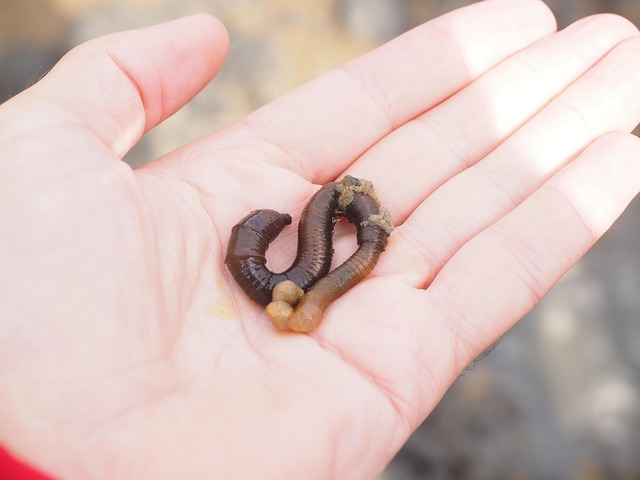 지렁이를 손바닥에 올려놓은 사진