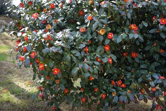 마량리동백나무숲-서천-가볼만한곳-추천