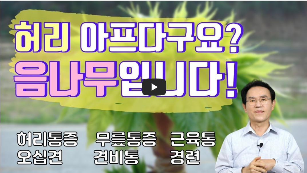 음나무 유튜브 영상 화면