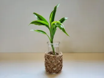 물에서 키우는 실내 식물 추천_9