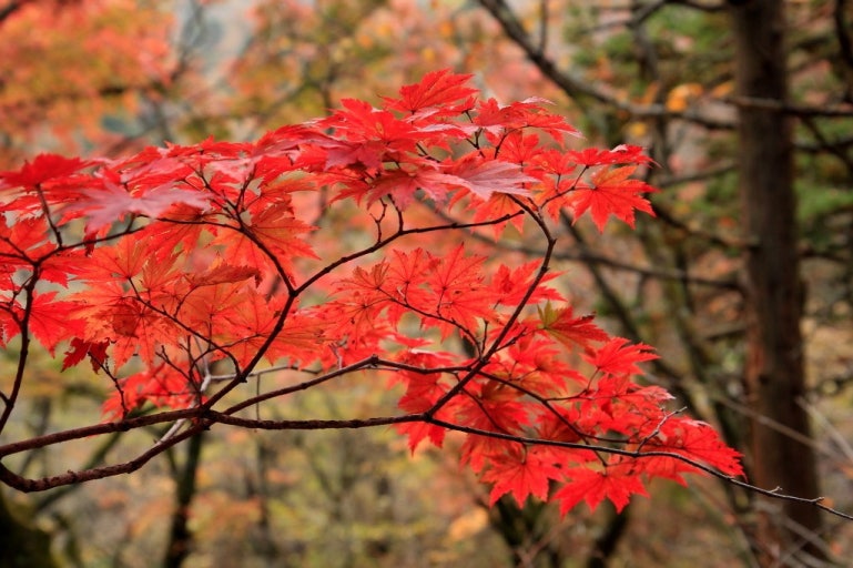 광릉수목원(국립수목원) 예약방법