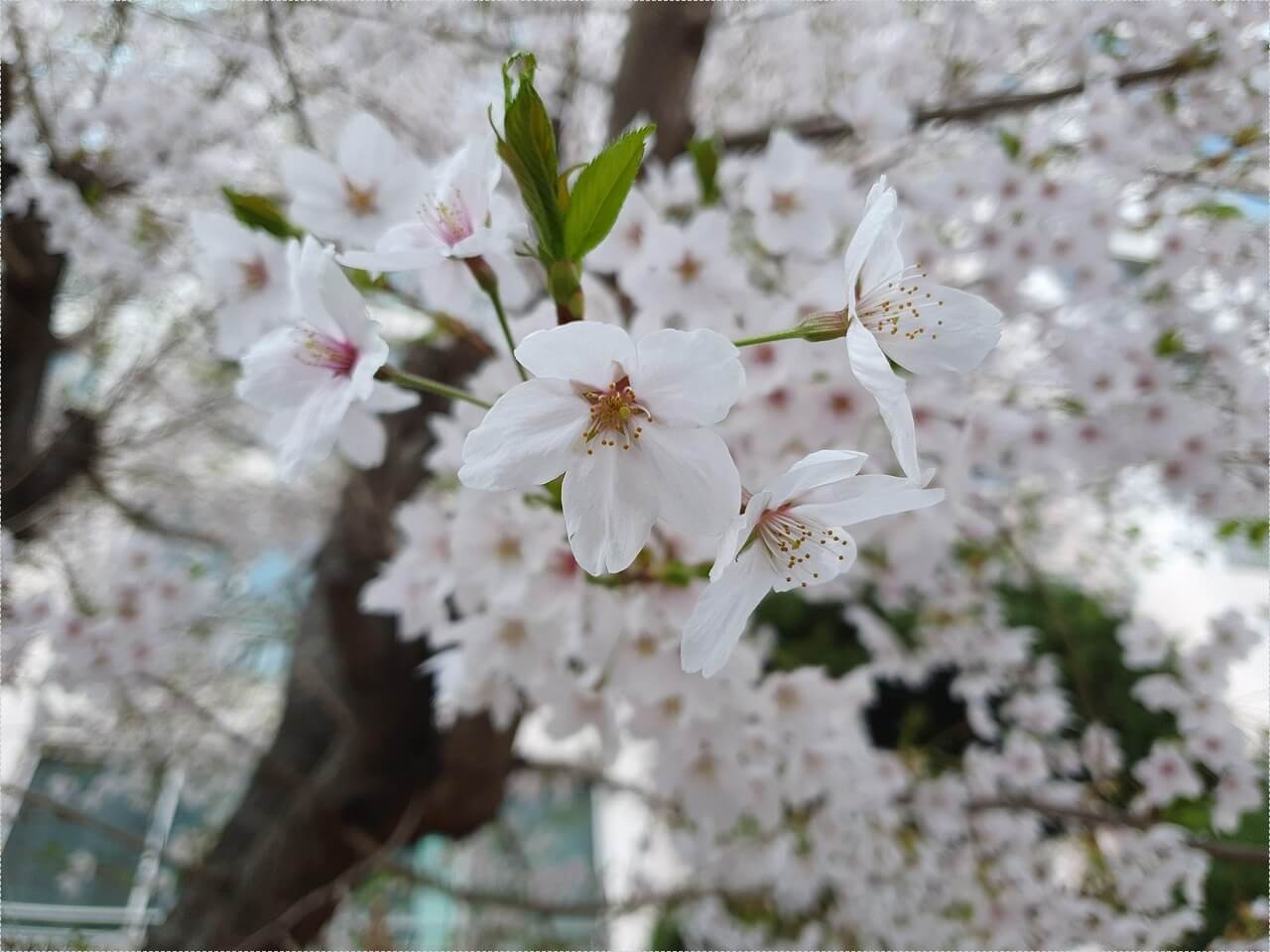 하나은행 정기예금 금리