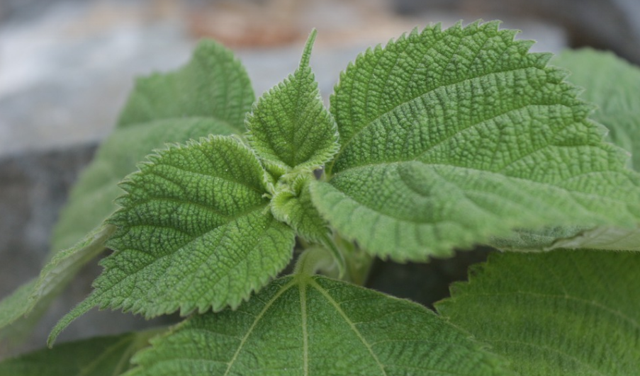 깻잎의 항암효과에 관련된 사진