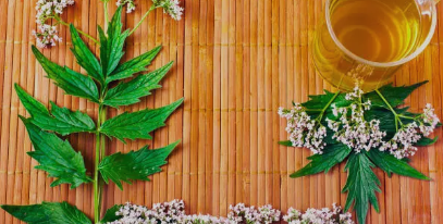 대마꽃을 활용한 현대의학