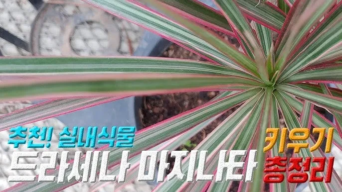 드라세나 키우기 물주기 가지치기 번식방법 흙배합 가이드_7