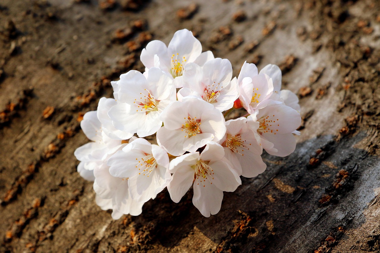 대구 이월드 벚꽃축제 맛집 여행코스 총정리