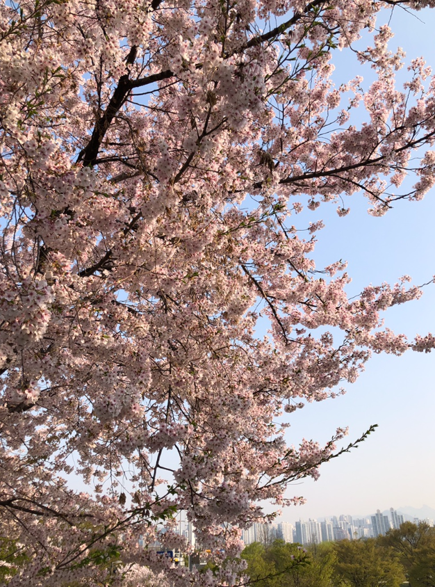 여의도 봄꽃축제